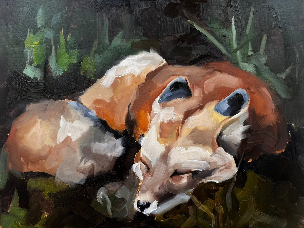 Cozy Fox