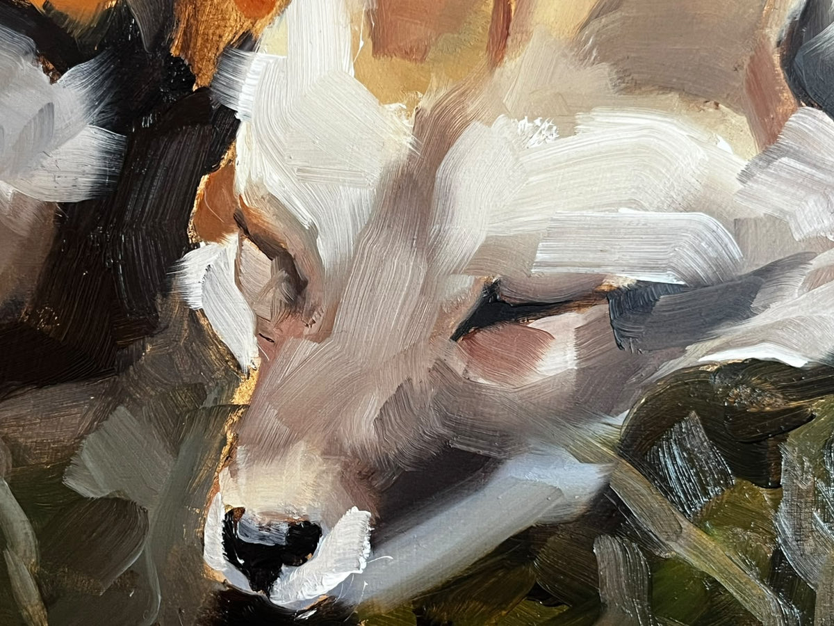 Cozy Fox