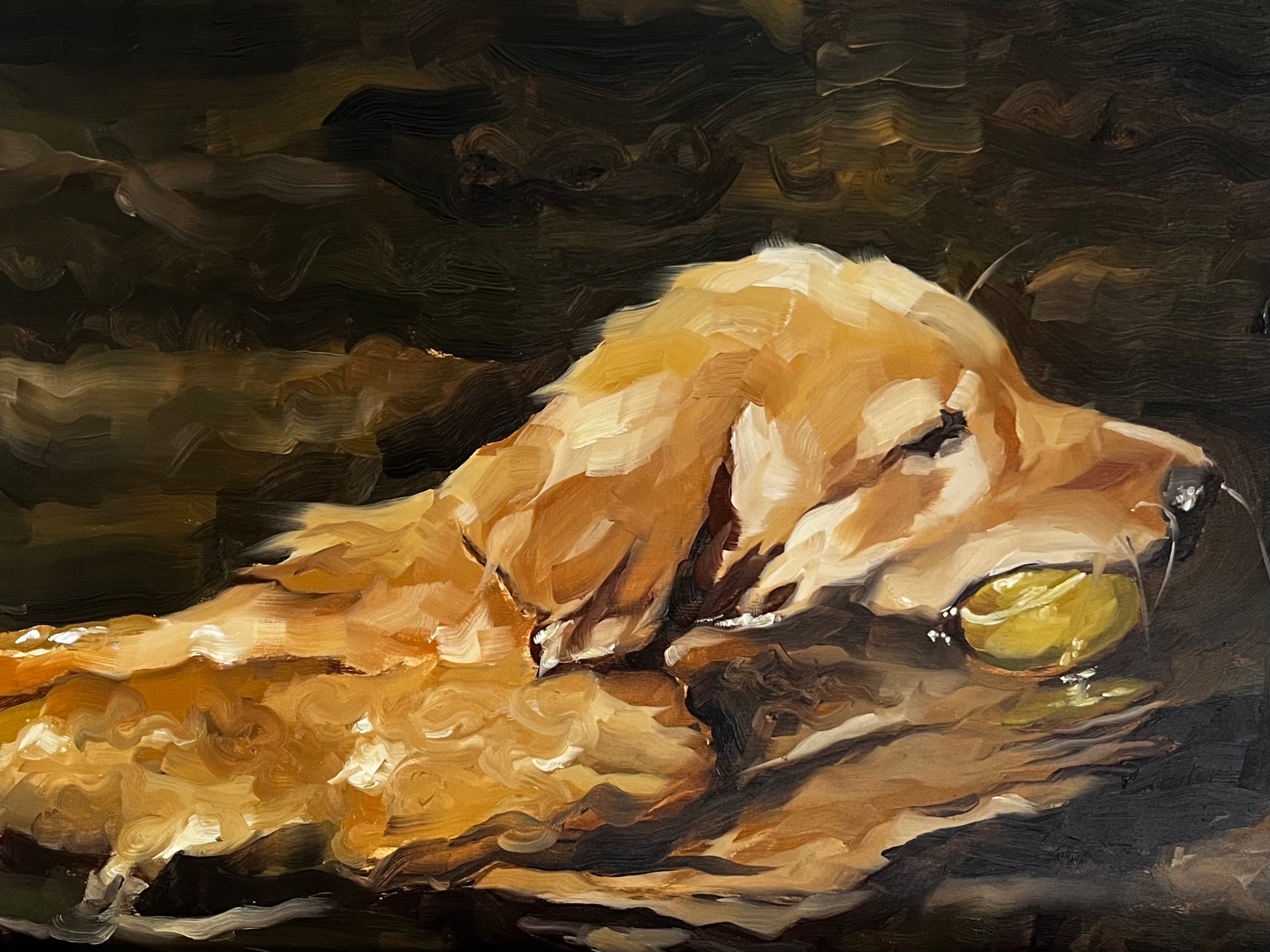 Swimming Dog