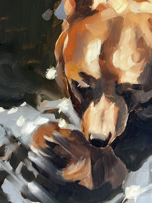 Bear