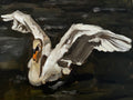 White Swan